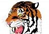 Cooper Craig runs wild, Tigers rout the Eagles