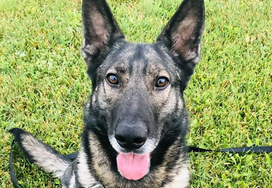 Nine Riggs Bluffton police K-9 Riggs killed by vehicle | News Banner