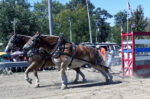 Heavyweight horse pull