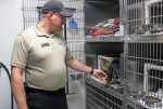 Free cat adoptions at animal shelter