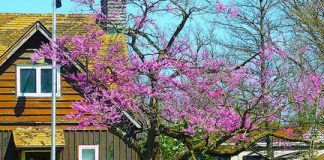 Ouabache’s redbud tree is the largest in Indiana