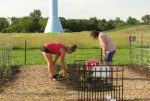 At the Community Garden plots