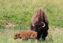 Baby bison born at Ouabache