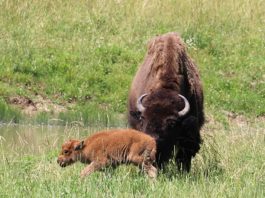 Baby bison born at Ouabache