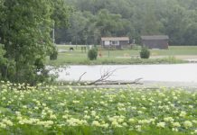 Lotus flowers at Kunkel Lake