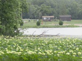 Lotus flowers at Kunkel Lake